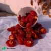 dried-red-plums